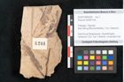 Foto (Objekt + Etikett) von Sequoia hardtii Endl. (NHMW-GEO-2024-0188-8244)